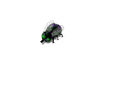 bug