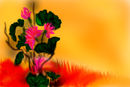 my-flower