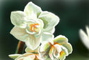 narcissus