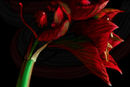 amaryllis