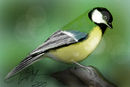 parus-major parus-major