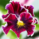 pansy