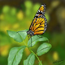 the-butterfly