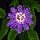 purple-passion-flower