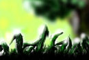 grass