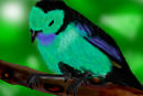 bird