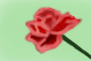 glass-rose