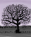 leafless-tree