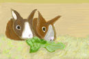 my-bunnies
