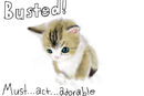kitty-request-for-sara kitty-request-for-sara