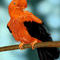 andean-cock-of-the-roc by kutedymples