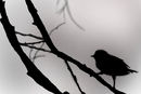 shadow-bird