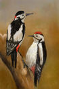 woodpecker