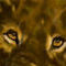 resentless-lion-eye by Geeta
