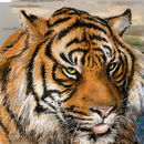 tiger09 tiger09