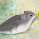mouse