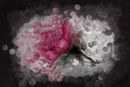 flower flower