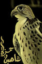 shahins-falcon
