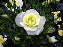 natures-glory natures-glory