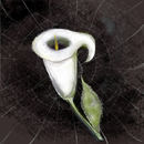 lily lily