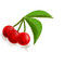 cherries by Anjhe