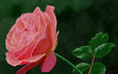 dedicated-to-the-new--