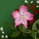 pink-and-red