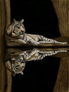 reflection reflection