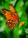 gulf-fritillary-butter