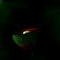 darkbell by Ovi
