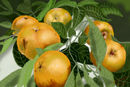 white-sapote-blanco-fr