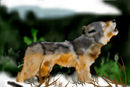 howling-wolf