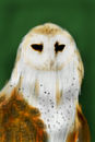 owl owl