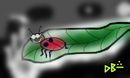 ladybug