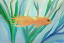 fish-in-a-pond