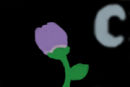 nightly-bloom