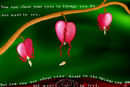 bleeding-heart bleeding-heart
