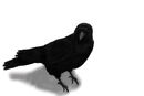 crow