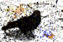crow