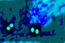 eyes-in-the-dark
