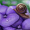 snail by Bamboo