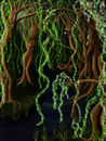 willows