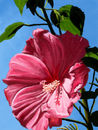 pink-hibiscus