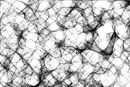 spider-web