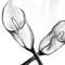 caul-lillies by amschade