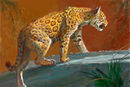 jaguar-drawn-from-the-