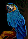 blue-feathers