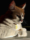 bengal-foxes-cat bengal-foxes-cat