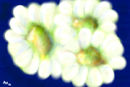 three-daisies
