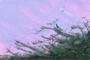 sky-from-balcony